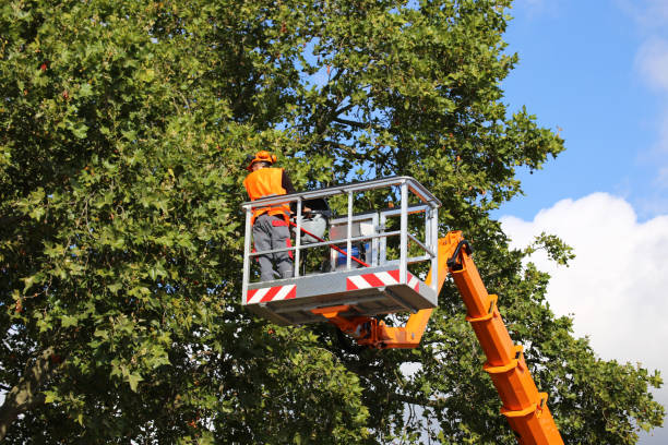 Best Tree Disease Treatment  in Brookridge, FL